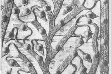 Мировое дерево