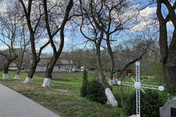 деревья в Мотронинском монастыре