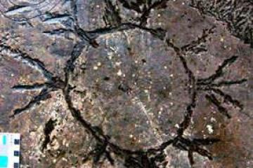 Петроглифы 5 животные