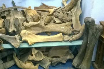 Родень, Княжа гора