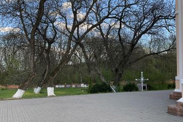 деревья в Мотронинском монастыре