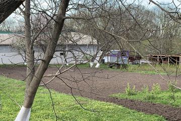 деревья в Мотронинском монастыре