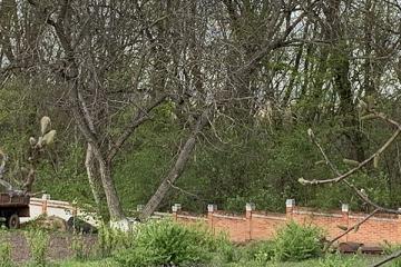 деревья в Мотронинском монастыре