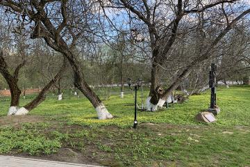 деревья в Мотронинском монастыре