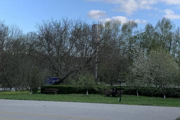 деревья в Мотронинском монастыре