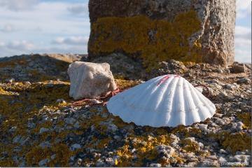 Раковина, путь Святого Иакова