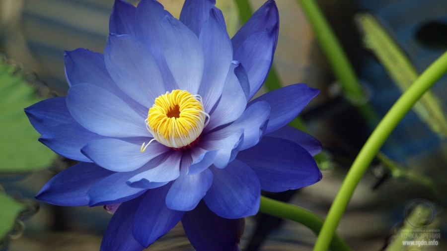 the Lotus Flower