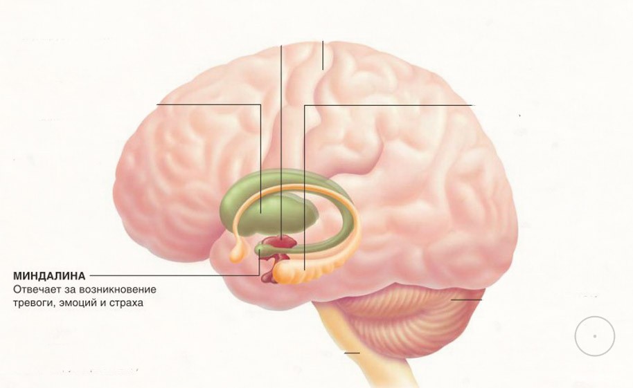 миндалины головного мозга