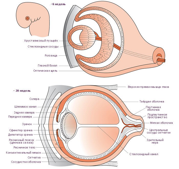 Строение глаза человека в период формирования эмбриона: 6 недель и 20 недель