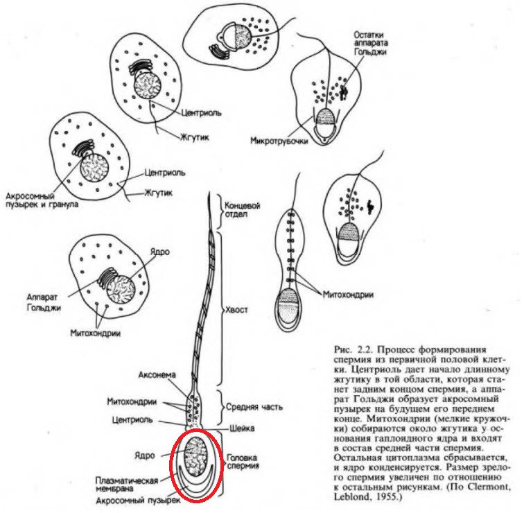 Процесс формирования спермия из первичной половой клетки